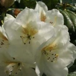 Rhododendron 'Phyllis Korn'