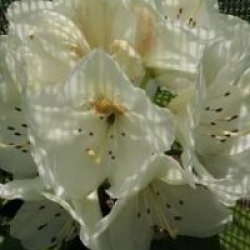Rhododendron 'Phyllis Korn'