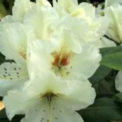 Rhododendron 'Phyllis Korn'