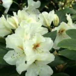 Rhododendron 'Phyllis Korn'