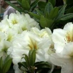 Rhododendron 'Phyllis Korn'