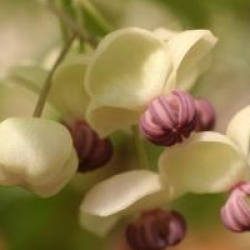 Akebia quinata 'Cream Form'