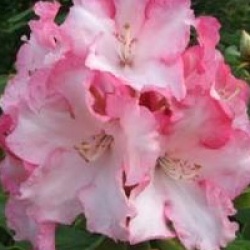 Rhododendron 'Point Defiance' - Rhododendron hybride Point Defiance