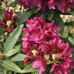 Rhododendron 'Polarnacht' - Rhododendron hybride Polarnacht