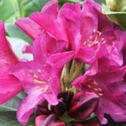 Rhododendron 'Polarnacht'