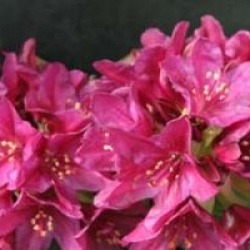 Rhododendron 'Polarnacht'