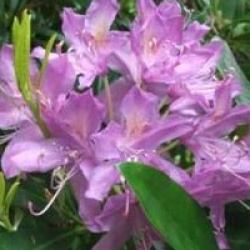Rhododendron ponticum