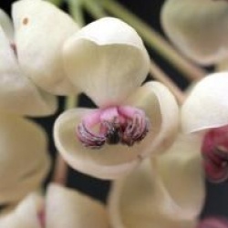 Akebia quinata 'Cream Form'
