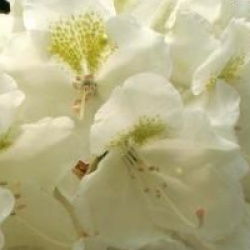 Rhododendron yakushimanum Porzellan