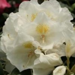 Rhododendron 'Porzellan'