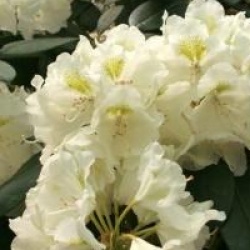 Rhododendron 'Porzellan'