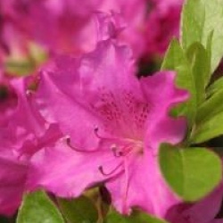 Rhododendron 'Purple Splendour' - Rhododendron hybride Purple Splendour