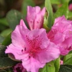 Rhododendron 'Purple Splendour'