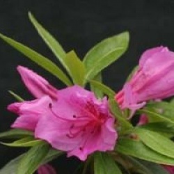 Rhododendron 'Purple Splendour'