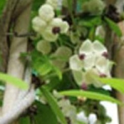 Akebia quinata 'Cream Form'