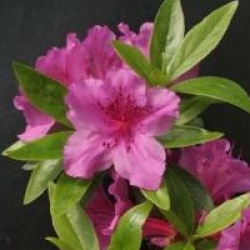 Rhododendron 'Purple Splendour'
