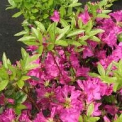 Rhododendron 'Purple Splendour'