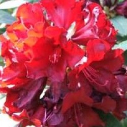 Rhododendron 'Red Eye' - Rhododendron hybride Red Eye