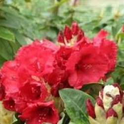 Rhododendron 'Red Jack'