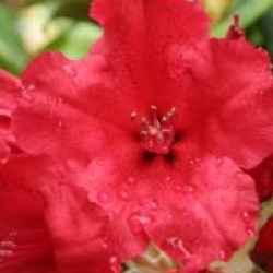 Rhododendron 'Red Jack' - Rhododendron hybride Red Jack