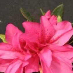 Rhododendron 'Rosa King' - Azal�e du Japon Rosa King