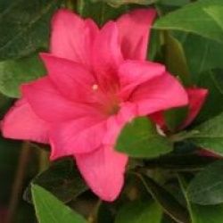 Rhododendron 'Rosa King'