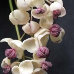 Akebia quinata 'Cream Form'