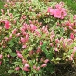 Rhododendron 'Salmon Leap'