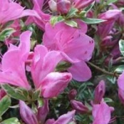 Rhododendron 'Salmon Leap'