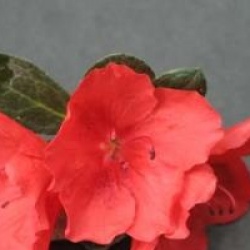 Rhododendron 'Santa Maria'