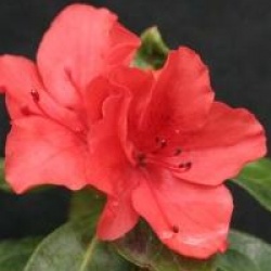 Rhododendron 'Santa Maria' - Azal�e japonaise Santa Maria