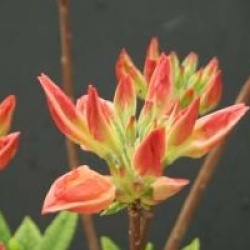 Rhododendron 'Saturnus'