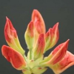 Rhododendron 'Saturnus'