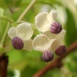 Akebia quinata 'Cream Form'