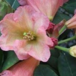 Rhododendron 'September Song' - Rhododendron September Song