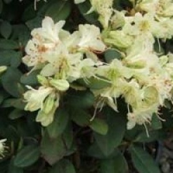 Rhododendron 'Shamrock'