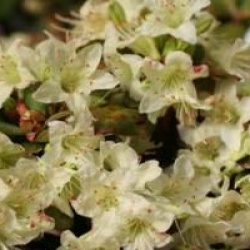 Rhododendron 'Shamrock'