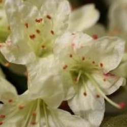 Rhododendron 'Shamrock'