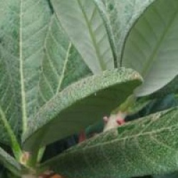 Rhododendron sinofalconeri