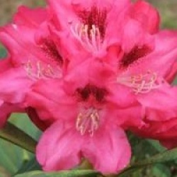 Rhododendron yakushimanum Sneezy