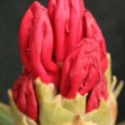 Rhododendron 'Sneezy'