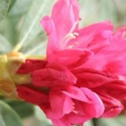 Rhododendron 'Sneezy'