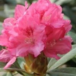 Rhododendron 'Sneezy'