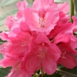 Rhododendron 'Sneezy'