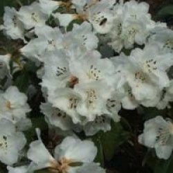 Rhododendron 'Snow Lady'