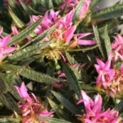 Rhododendron stenopetalum 'Linearifolium'