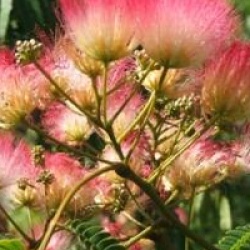 Albizia julibrissin 'Ombrella'
