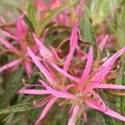 Rhododendron stenopetalum 'Linearifolium'