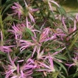 Rhododendron stenopetalum 'Linearifolium'