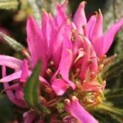 Rhododendron stenopetalum 'Linearifolium' - Rhododendron � feuilles �troites